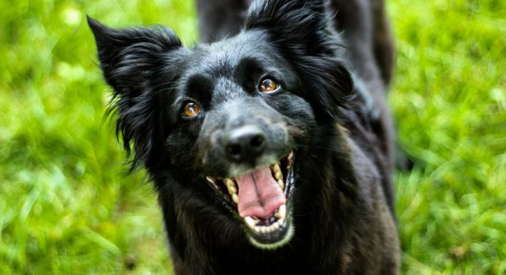 extra controle opruimen hondenpoep