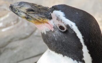 pinguin ontsnapt avifauna