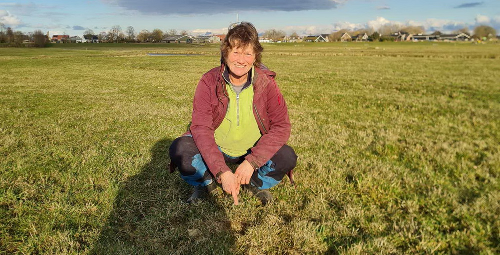 Eerste kievitsei in Groene Hart